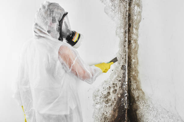 Best Attic Mold Removal  in Boston, GA