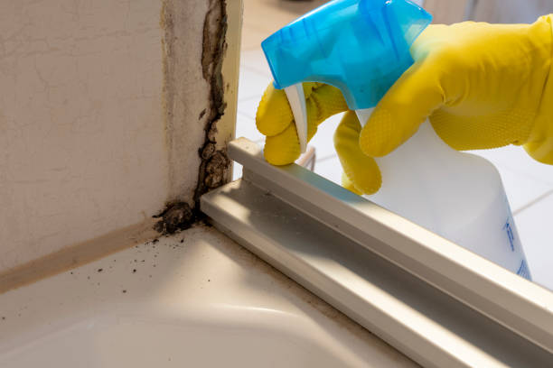 Best Mold Damage Repair  in Boston, GA