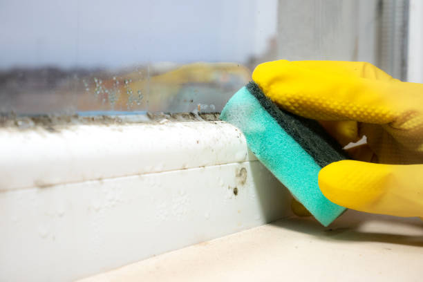 Best Certified Mold Removal  in Boston, GA