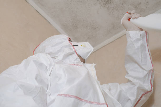 Reliable Boston, GA Mold Removal Solutions