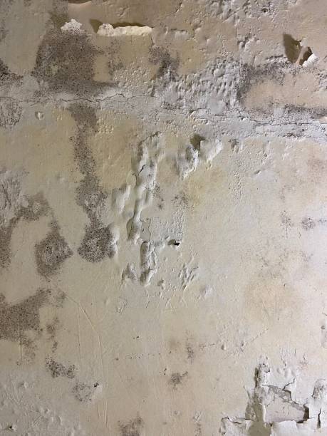 Best Mold Remediation  in Boston, GA