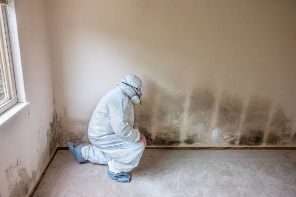 Best Mold Cleaning Services  in Boston, GA