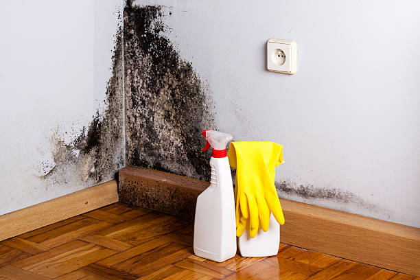Best Residential Mold Removal  in Boston, GA