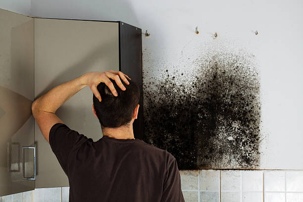 Mold Removal and Inspection in Boston, GA