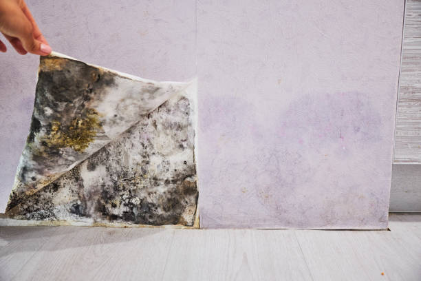 Best Crawl Space Mold Removal  in Boston, GA